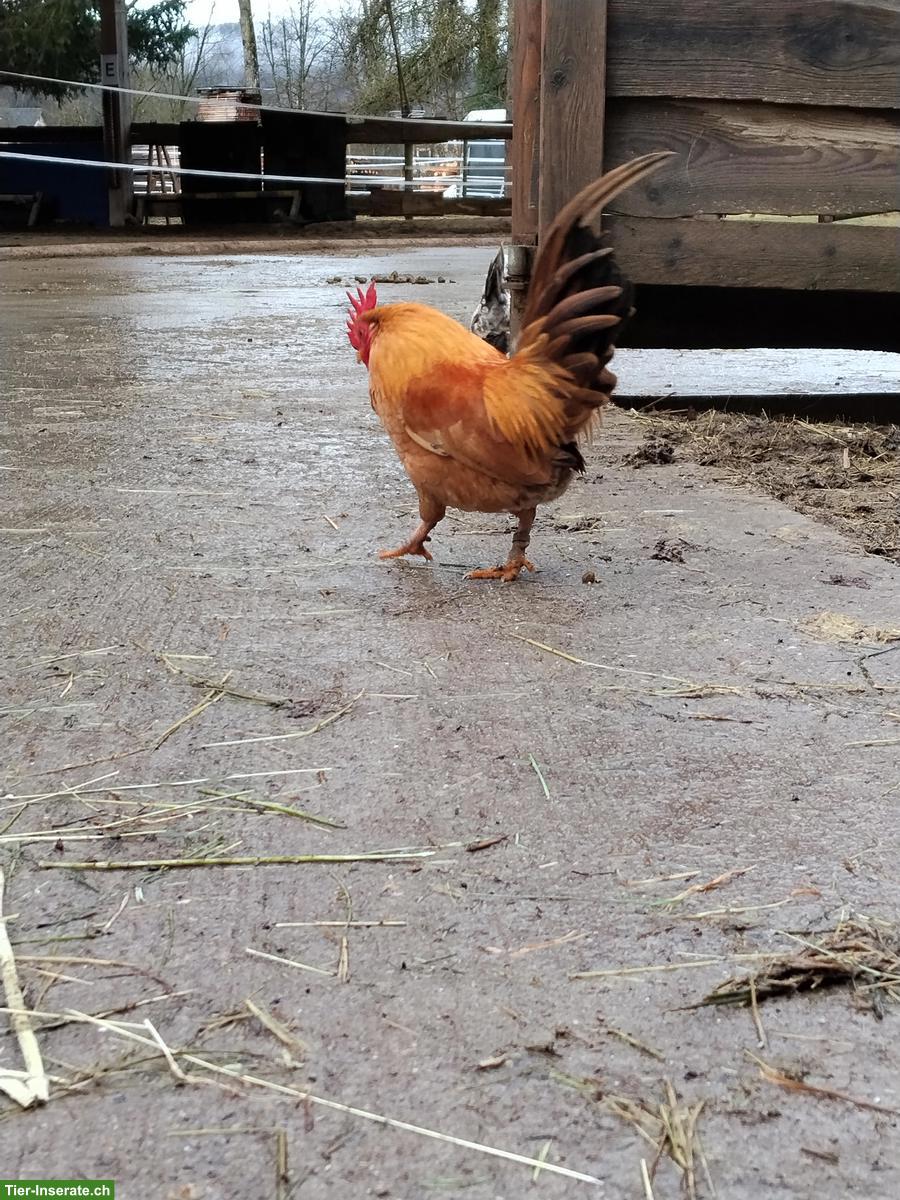 Bild 3: Junger Serama Zuchthahn