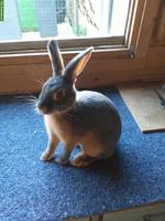Blau-Loh Kaninchen zu verkaufen, kleine Rasse