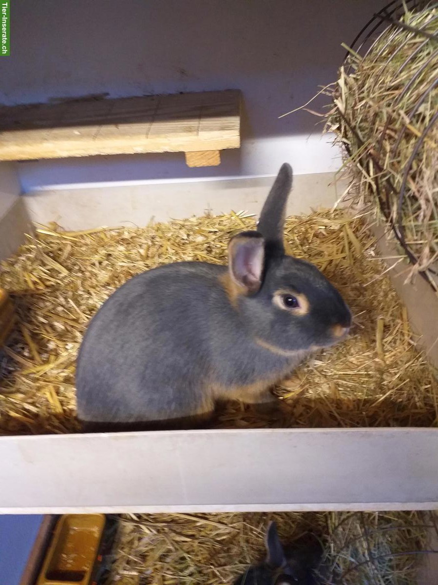 Bild 2: Blau-Loh Kaninchen zu verkaufen, kleine Rasse