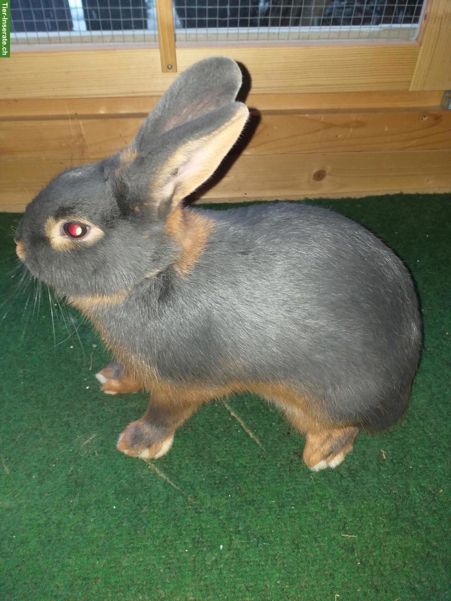 Bild 4: Blau-Loh Kaninchen zu verkaufen, kleine Rasse