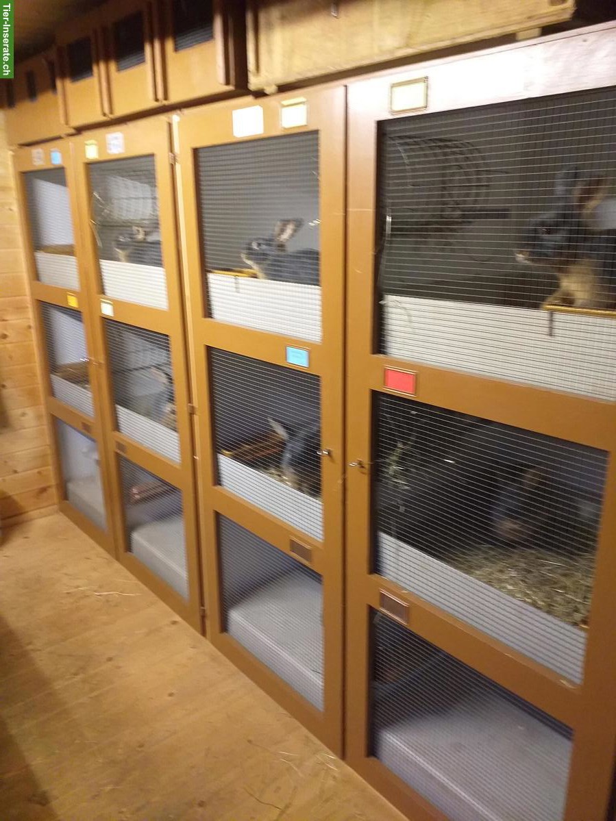 Bild 5: Blau-Loh Kaninchen zu verkaufen, kleine Rasse