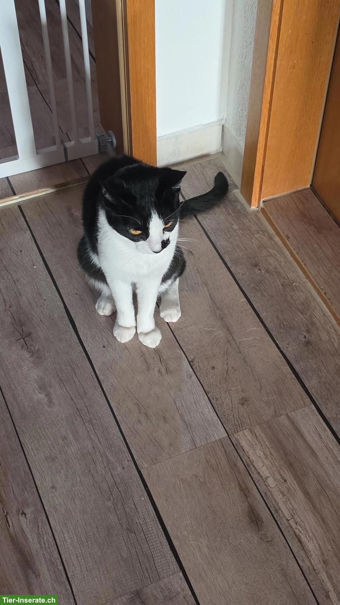 Bild 2: Schwarz-weisser Kater sucht Zuhause mit Balkon-Freigang