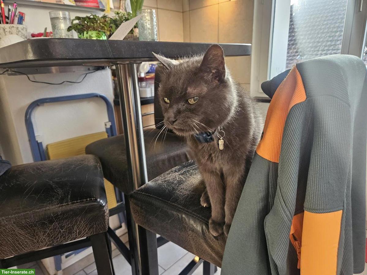 Bild 3: Speedy Service | Die Haus- und Tierbetreuung seit 1995