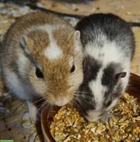 Speedy Service, die Haus- & Tier-/Kleintierbetreuung seit 1995