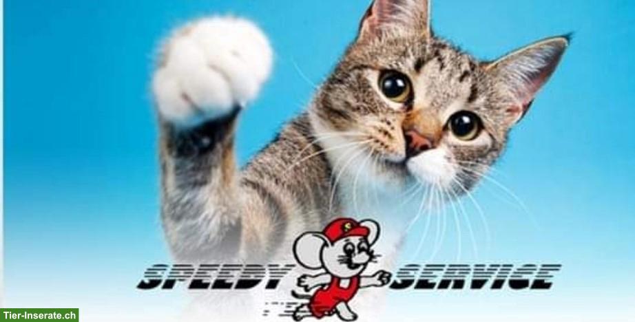 Bild 2: Speedy Service, die Haus- & Tier-/Kleintierbetreuung seit 1995