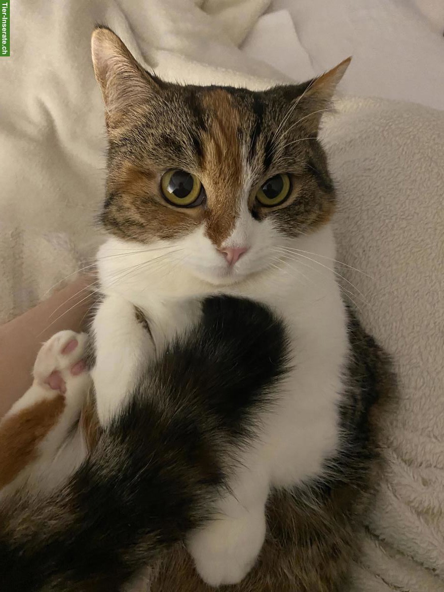 Perser Katze Mischling zu verkaufen