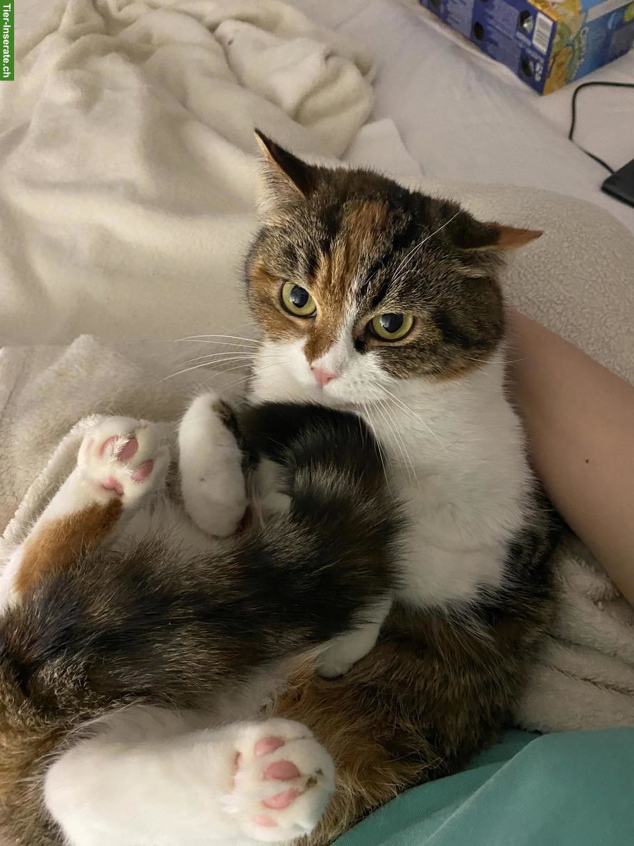 Bild 2: Perser Katze Mischling zu verkaufen