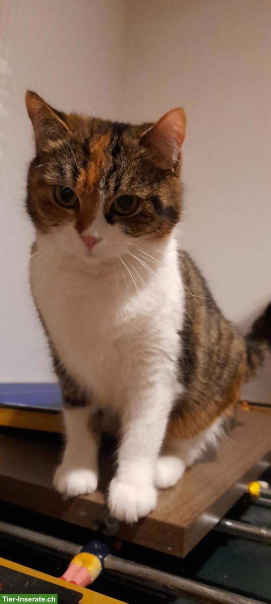 Bild 3: Perser Katze Mischling zu verkaufen