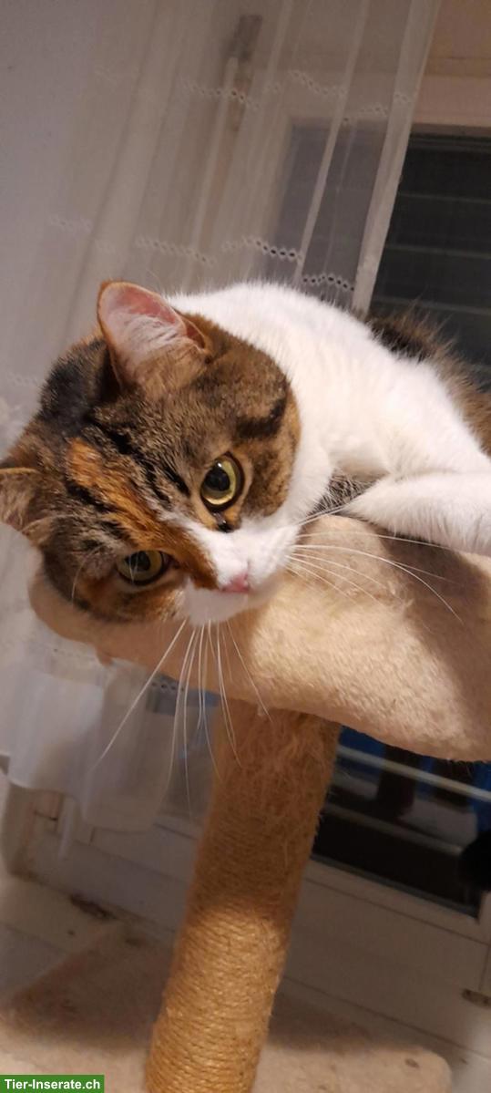 Bild 4: Perser Katze Mischling zu verkaufen