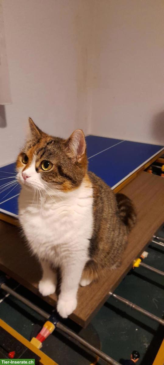 Bild 5: Perser Katze Mischling zu verkaufen