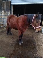 Lieber Pony-Wallach, 12-jährig, zu verkaufen