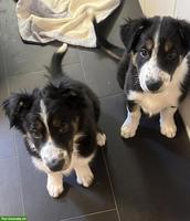 Border Collie Welpen, 2 Rüden