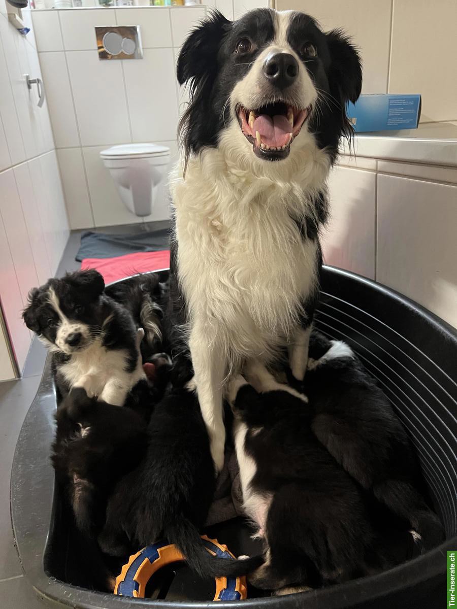 Bild 4: Border Collie Welpen, 2 Rüden