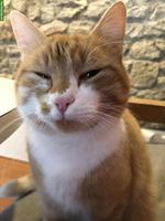 Rot getigerter Kater sucht liebevolles Zuhause