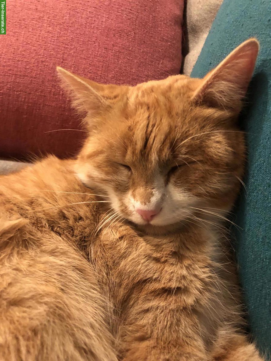 Bild 2: Rot getigerter Kater sucht liebevolles Zuhause