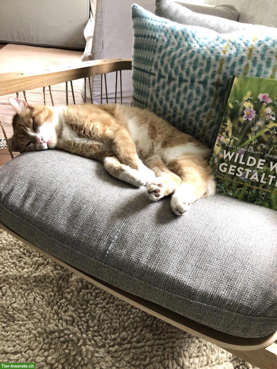 Bild 3: Rot getigerter Kater sucht liebevolles Zuhause