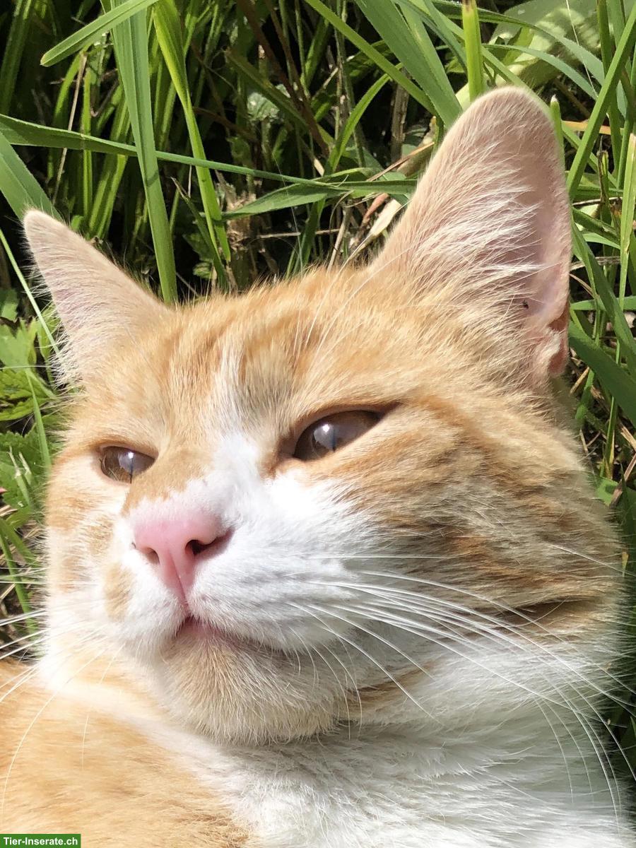 Bild 4: Rot getigerter Kater sucht liebevolles Zuhause