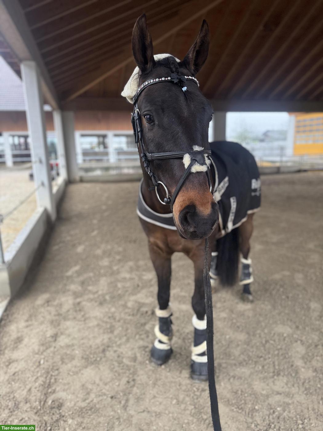 Reitbeteiligung in Arnegg auf sportlichem Wallach