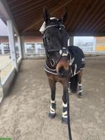 Reitbeteiligung in Arnegg auf sportlichem Wallach
