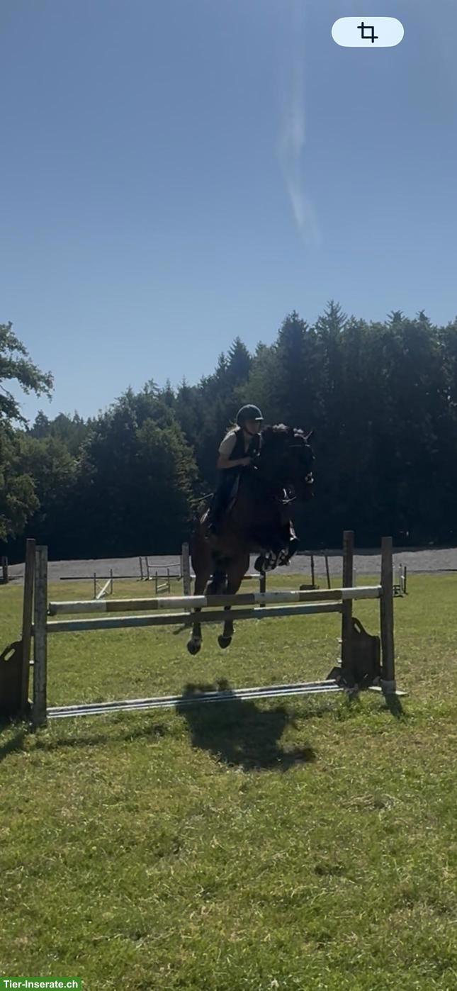 Bild 2: Reitbeteiligung in Arnegg auf sportlichem Wallach