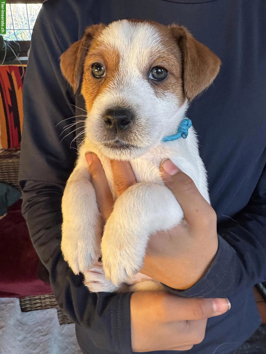 Jack Russell Welpe, Rüde mit SKG/FCI Stammbaum