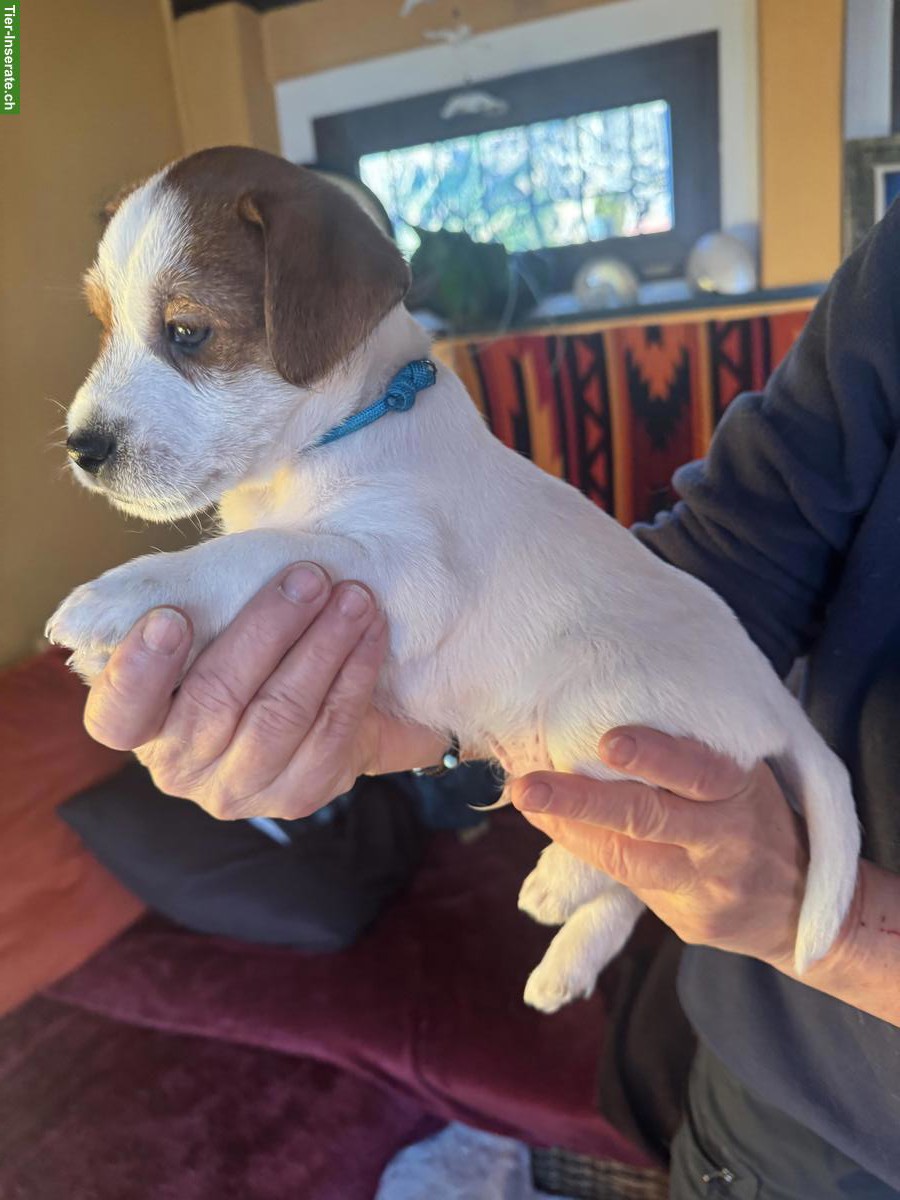 Bild 2: Jack Russell Welpe, Rüde mit SKG/FCI Stammbaum