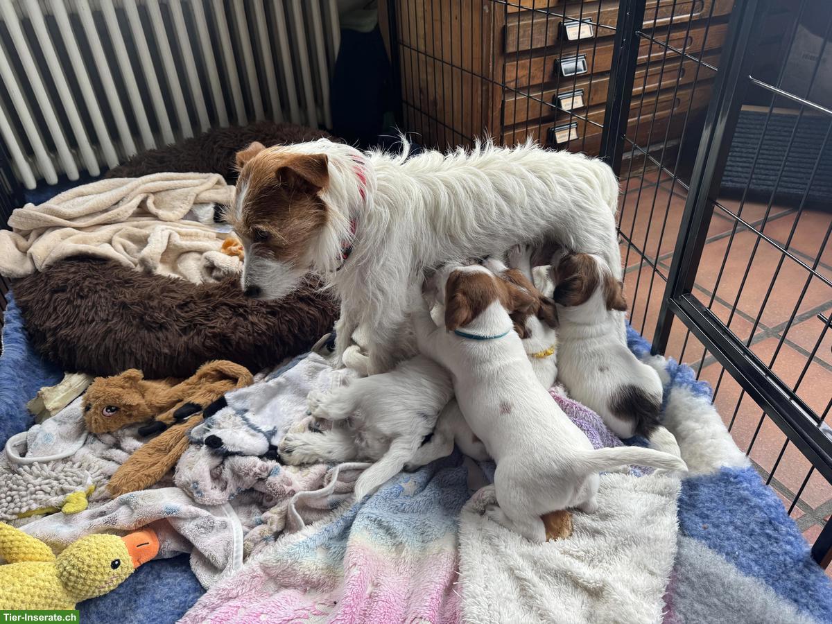 Bild 3: Jack Russell Welpe, Rüde mit SKG/FCI Stammbaum