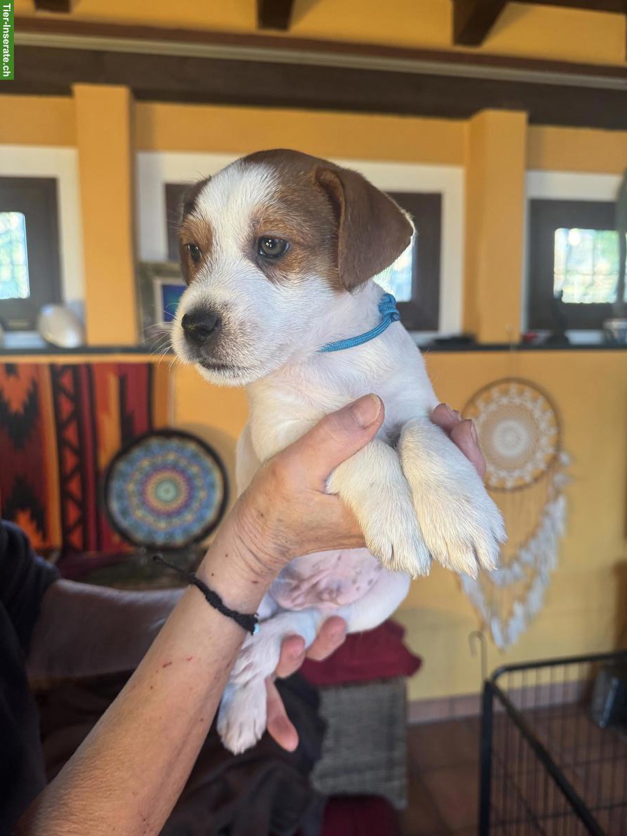 Bild 5: Jack Russell Welpe, Rüde mit SKG/FCI Stammbaum