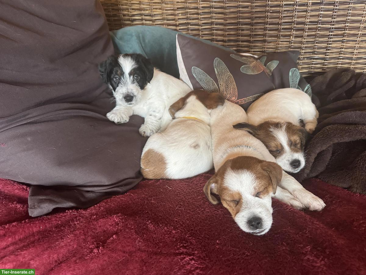 Bild 6: Jack Russell Welpe, Rüde mit SKG/FCI Stammbaum