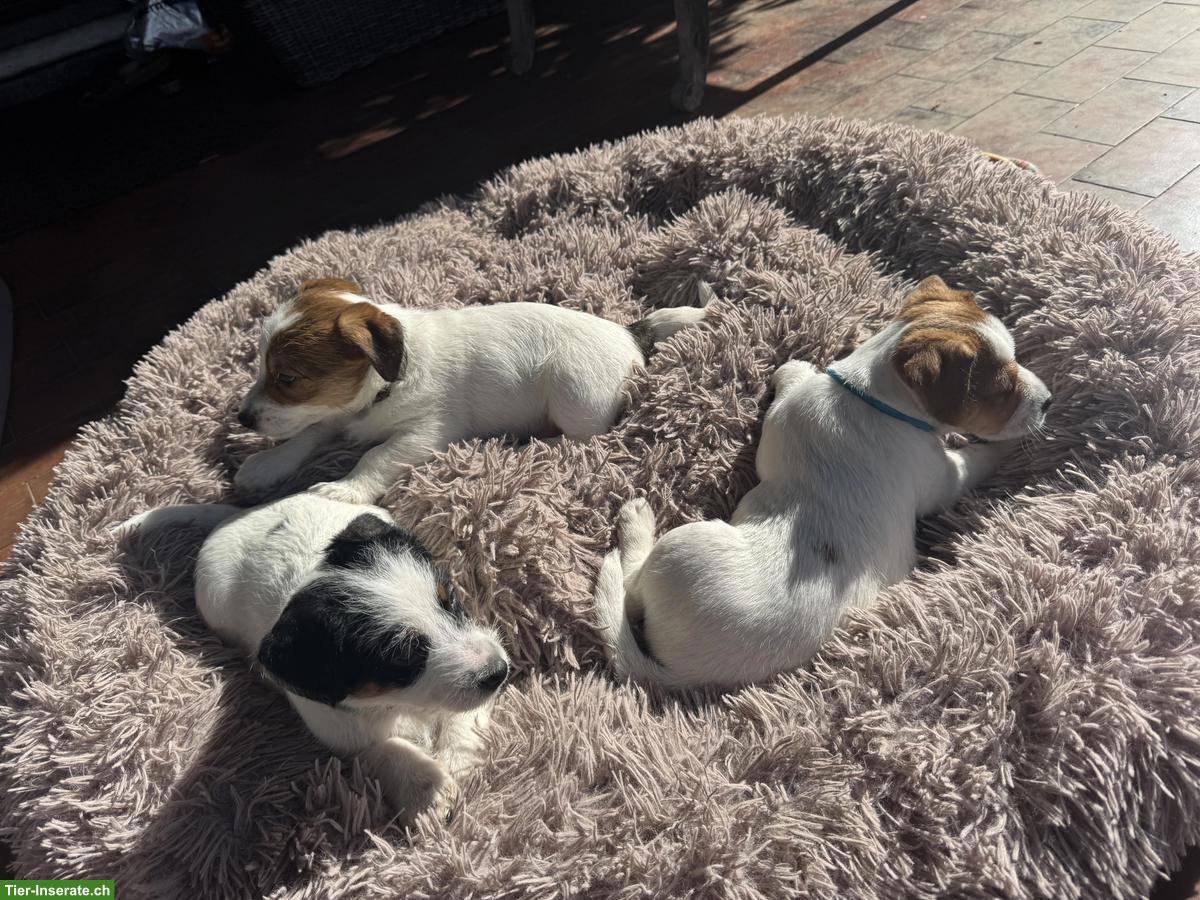 Bild 7: Jack Russell Welpe, Rüde mit SKG/FCI Stammbaum