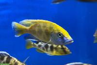 Giraffenbuntbarsch-Gruppe 1m/3w, Nimbochromis venustus