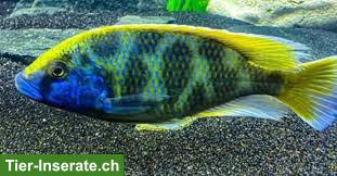 Bild 2: Giraffenbuntbarsch-Gruppe 1m/3w, Nimbochromis venustus