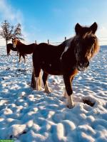 Lieber älterer Shetty Wallach GESUCHT