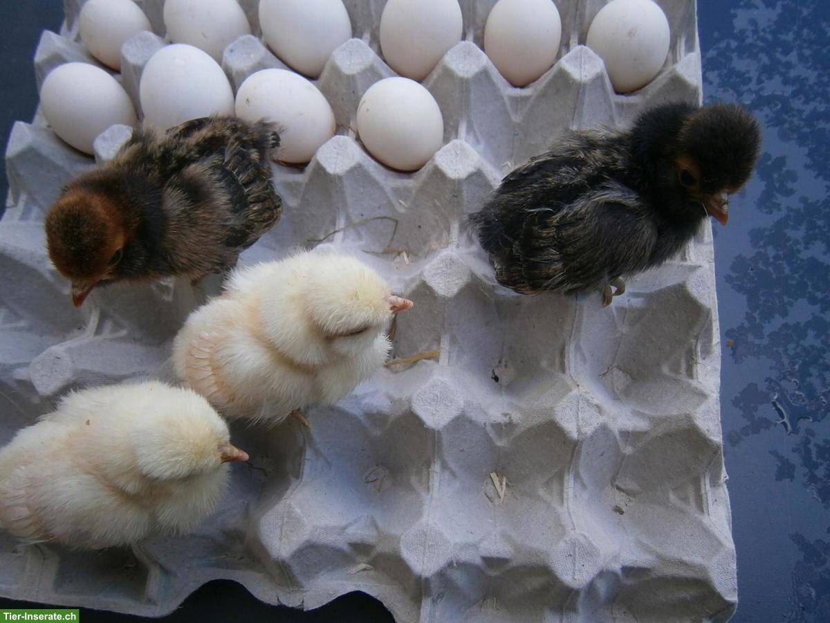 Geflügeleier Lohnbrüten, Motorbrüter, Brutapparat