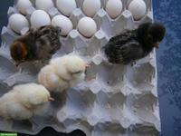 Geflügeleier Lohnbrüten, Motorbrüter, Brutapparat