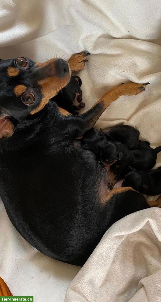 Zwergpinscher Welpen suchen neues Zuhause