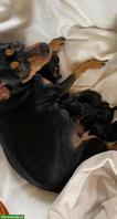 Zwergpinscher Welpen suchen neues Zuhause