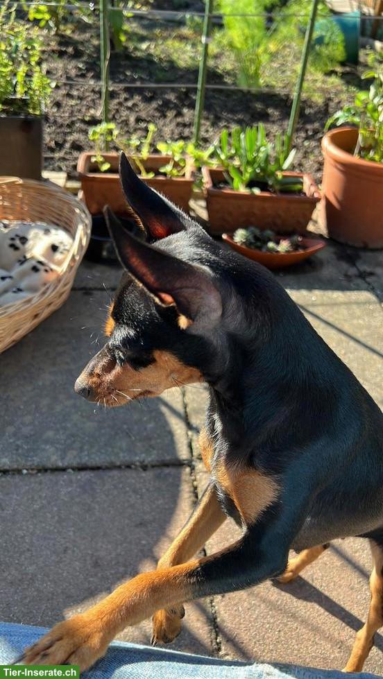 Bild 2: Zwergpinscher Welpen suchen neues Zuhause