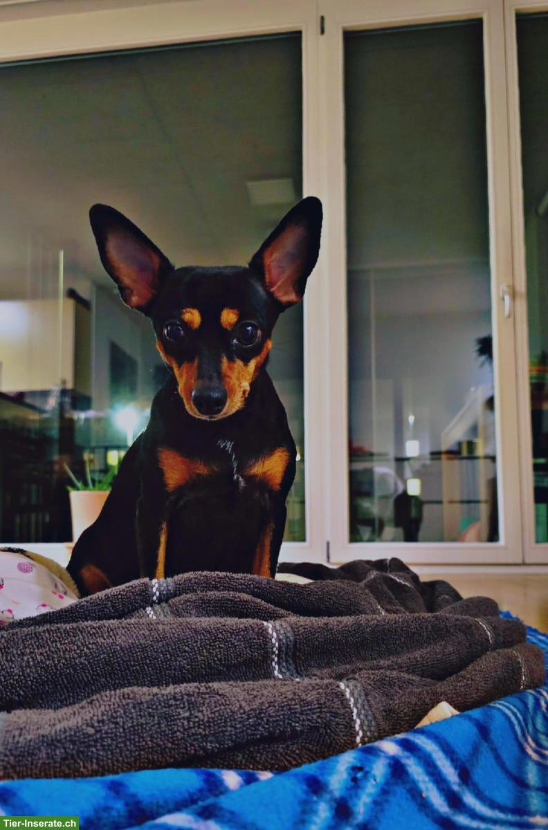 Bild 4: Zwergpinscher Welpen suchen neues Zuhause
