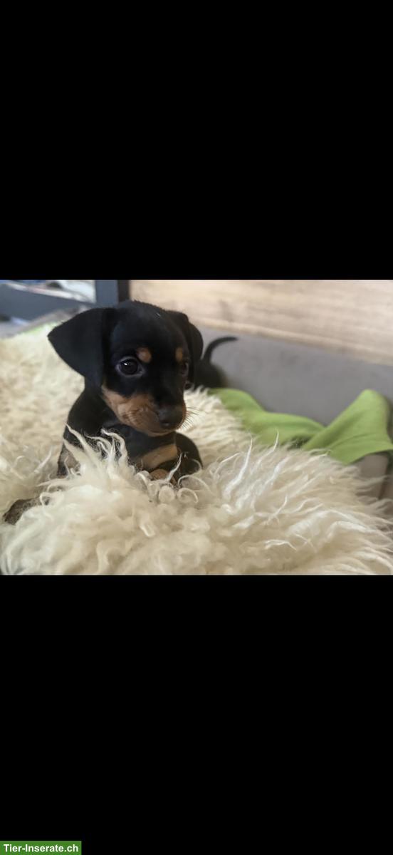 Bild 5: Zwergpinscher Welpen suchen neues Zuhause