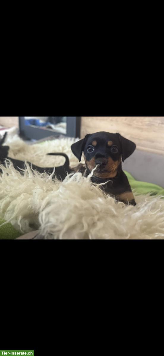 Bild 6: Zwergpinscher Welpen suchen neues Zuhause