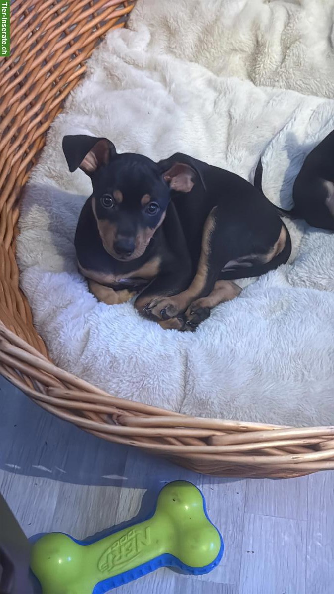 Bild 7: Zwergpinscher Welpen suchen neues Zuhause