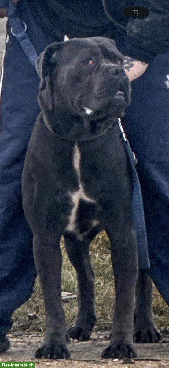 Cane Corso Junghund, männlich, 1.5-jährig
