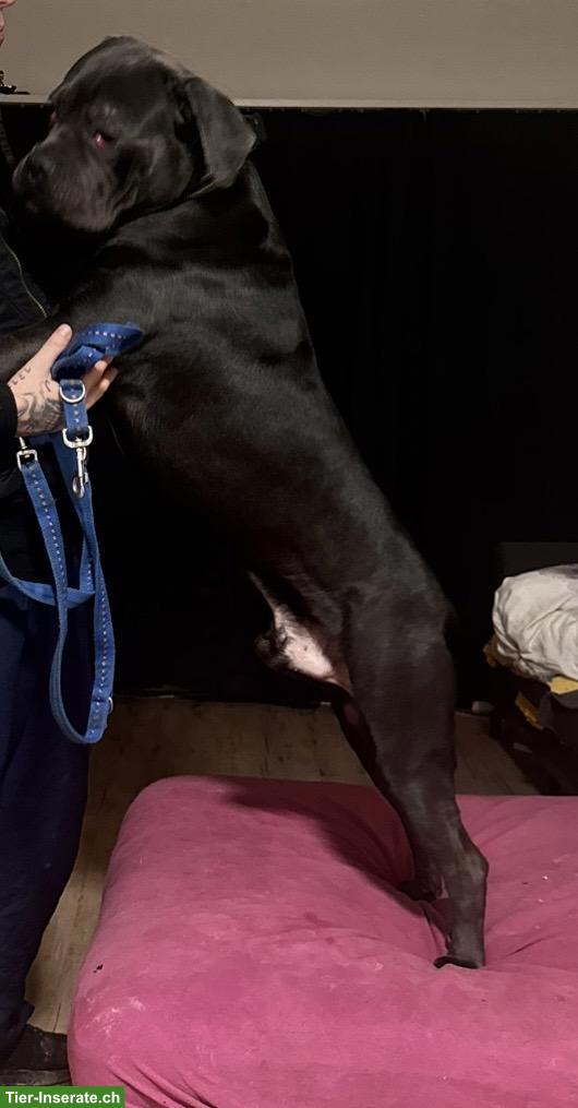 Bild 2: Cane Corso Junghund, männlich, 1.5-jährig