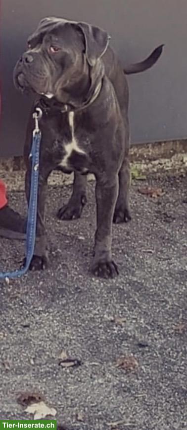 Bild 3: Cane Corso Junghund, männlich, 1.5-jährig