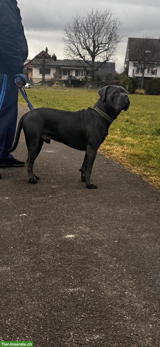 Bild 4: Cane Corso Junghund, männlich, 1.5-jährig