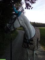 Reitbeteiligung in Muri AG auf ehemaligem Sportpferd