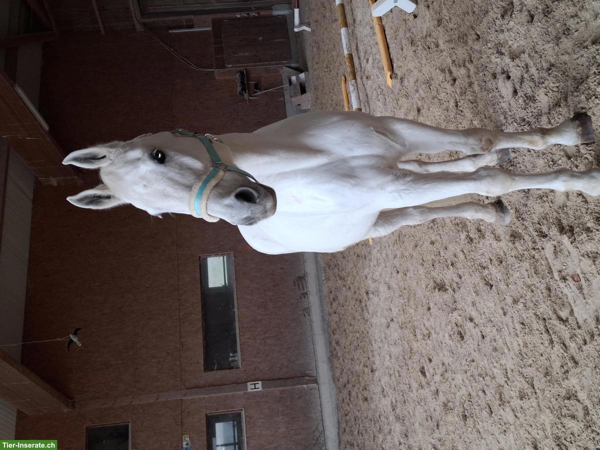 Bild 2: Reitbeteiligung in Muri AG auf ehemaligem Sportpferd