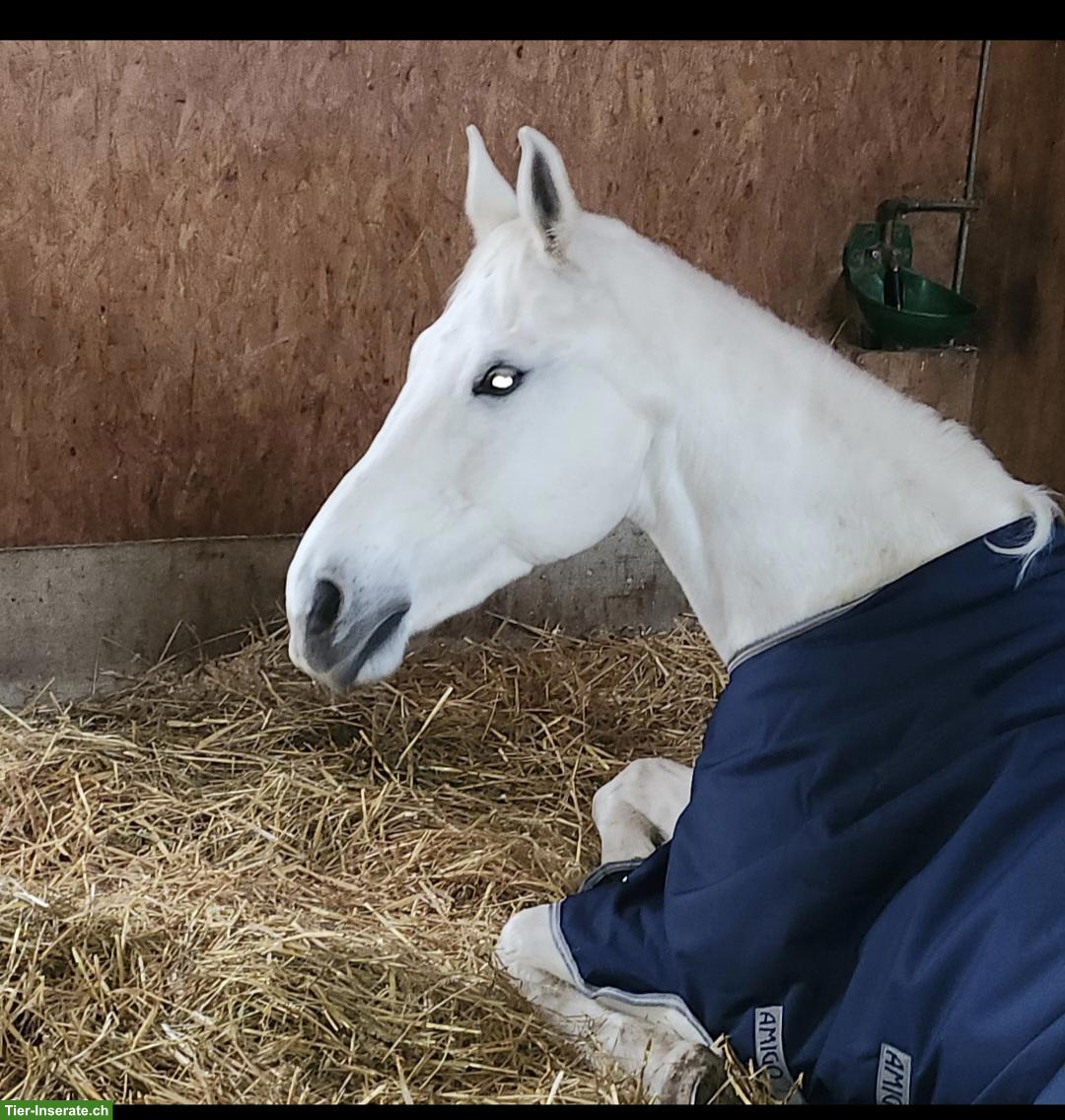 Bild 3: Reitbeteiligung in Muri AG auf ehemaligem Sportpferd