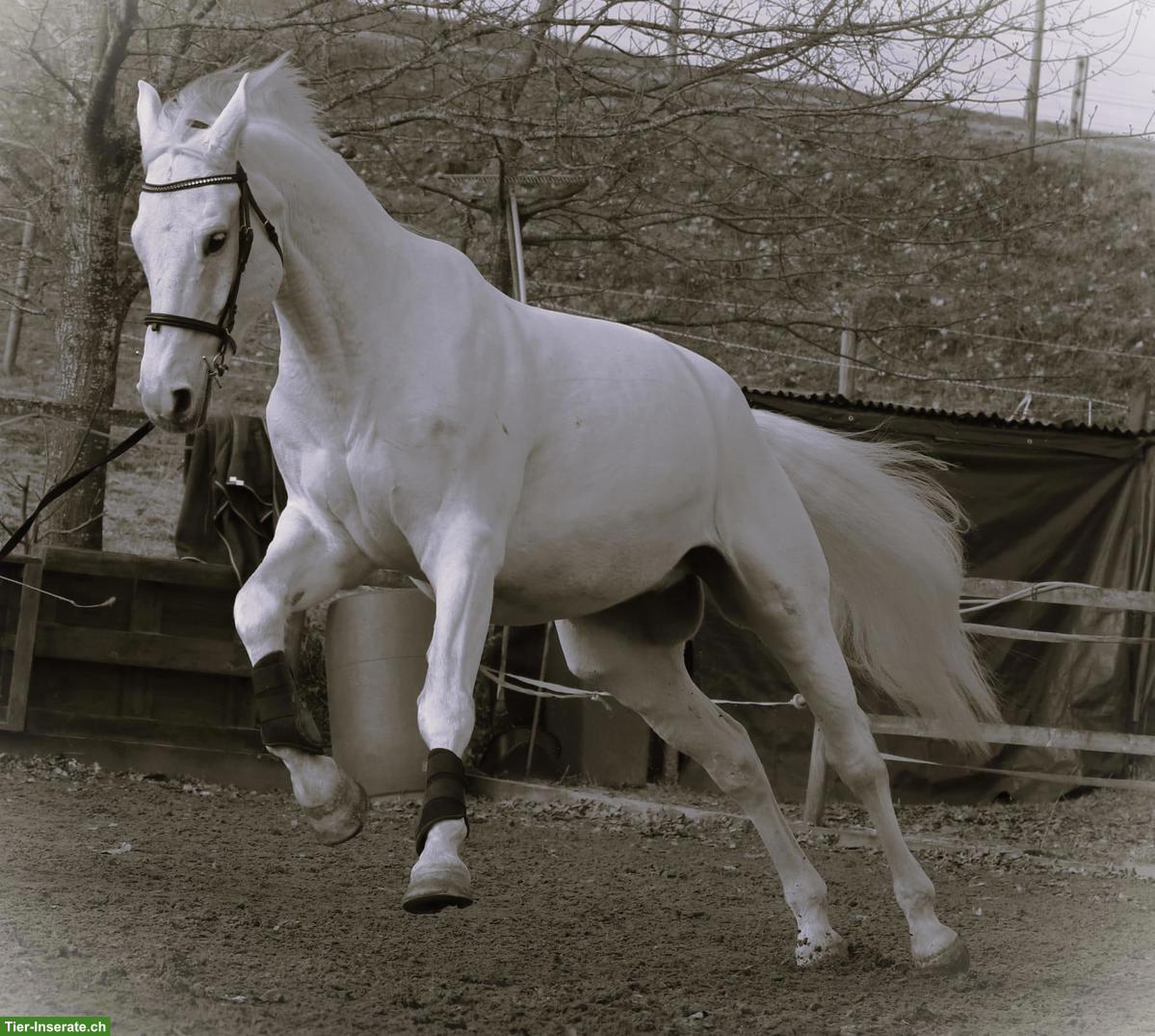 Bild 4: Reitbeteiligung in Muri AG auf ehemaligem Sportpferd